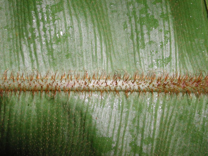 Dryopteridaceae Elaphoglossum bakeri