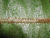 image of Elaphoglossum bakeri