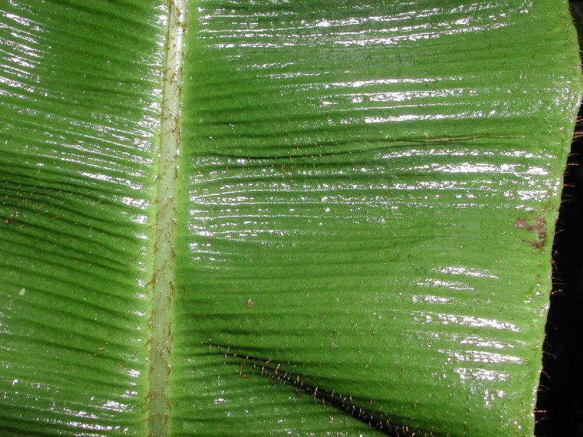 Dryopteridaceae Elaphoglossum bakeri