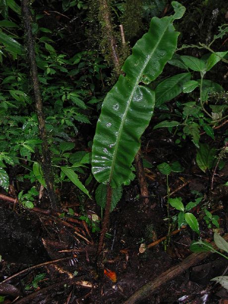 Dryopteridaceae Elaphoglossum bakeri