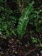 image of Elaphoglossum bakeri