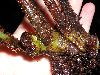 image of Elaphoglossum bakeri