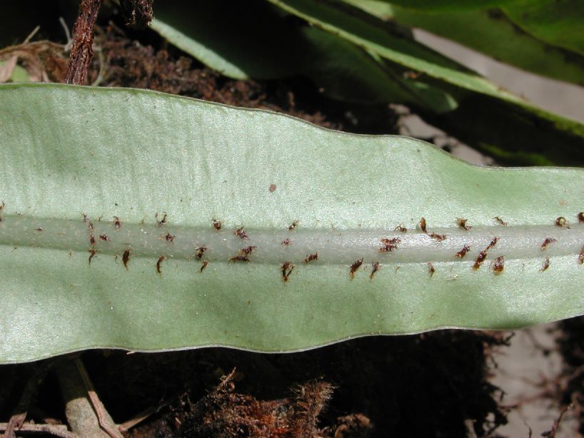 Dryopteridaceae Elaphoglossum esmeraldensis