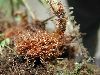 image of Elaphoglossum esmeraldensis