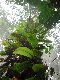 image of Elaphoglossum corazonense