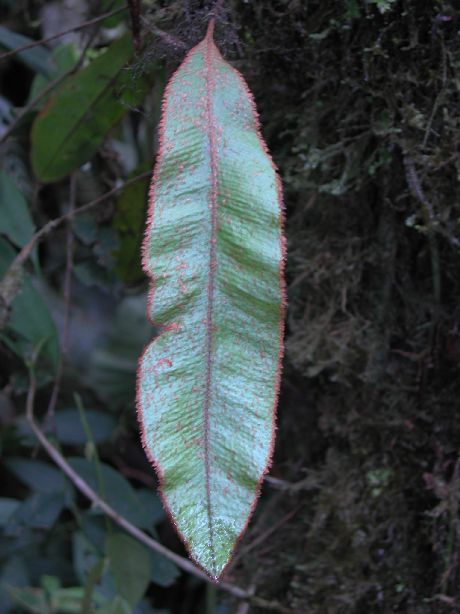 Dryopteridaceae Elaphoglossum corazonense