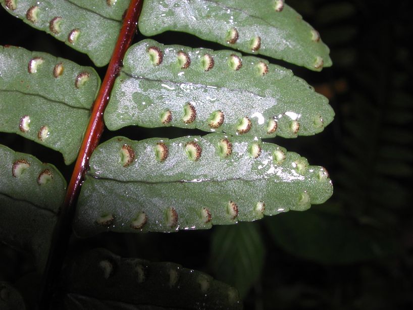 Nephrolepidaceae Nephrolepis pendula