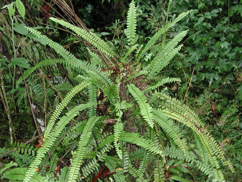 Nephrolepidaceae Nephrolepis pectinata