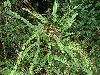 image of Nephrolepis pectinata