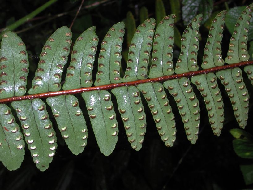 Nephrolepidaceae Nephrolepis pendula