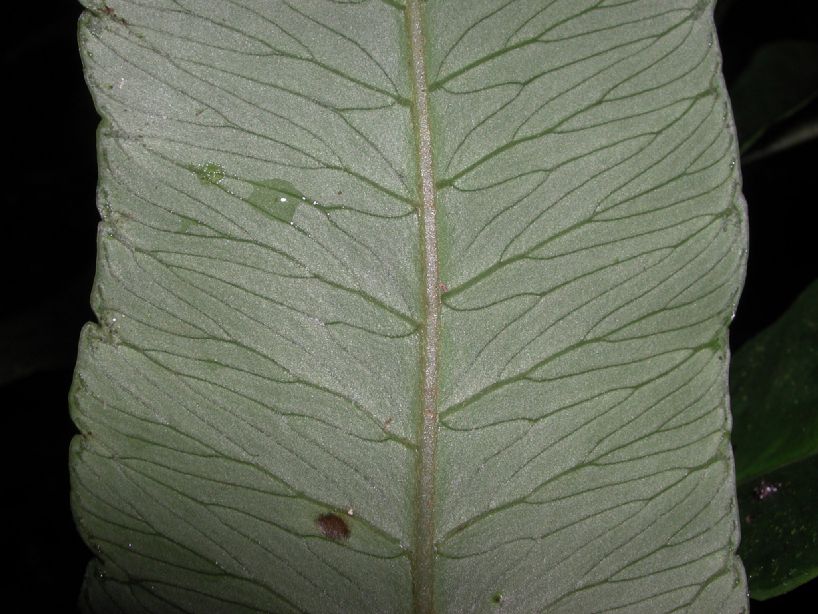 Dryopteridaceae Polybotrya andina