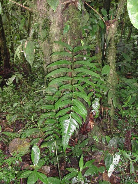 Dryopteridaceae Polybotrya andina