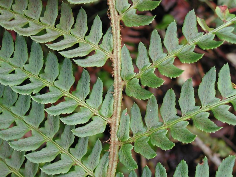 Dryopteridaceae Polystichum 