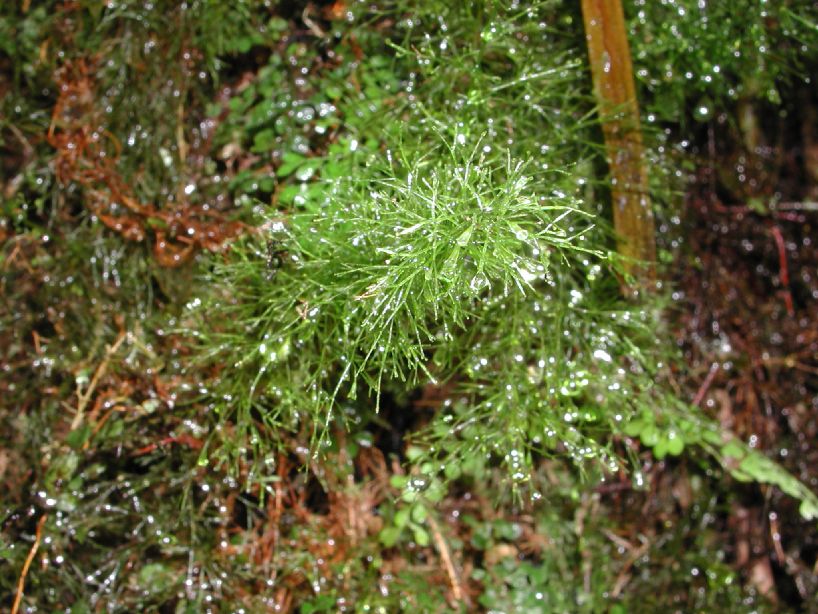 Hymenophyllaceae Polyphlebium capillaceum