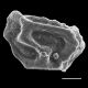 image of Dryopteris patula