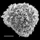 image of Pteridium pseudocaudatum