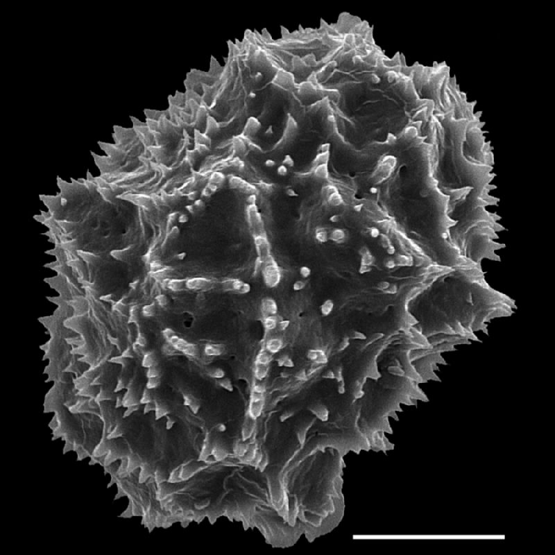 Dryopteridaceae Arachniodes denticulata