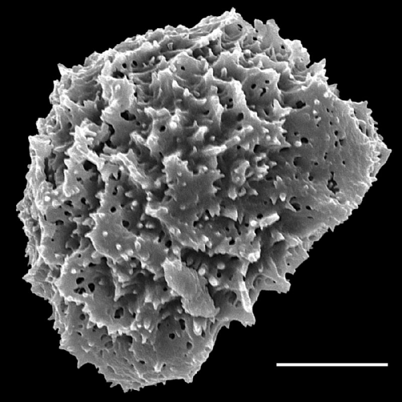 Dryopteridaceae Arachniodes denticulata