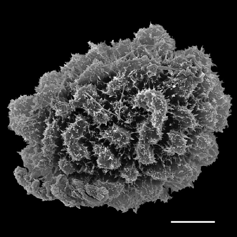 Dryopteridaceae Arachniodes macrostegia