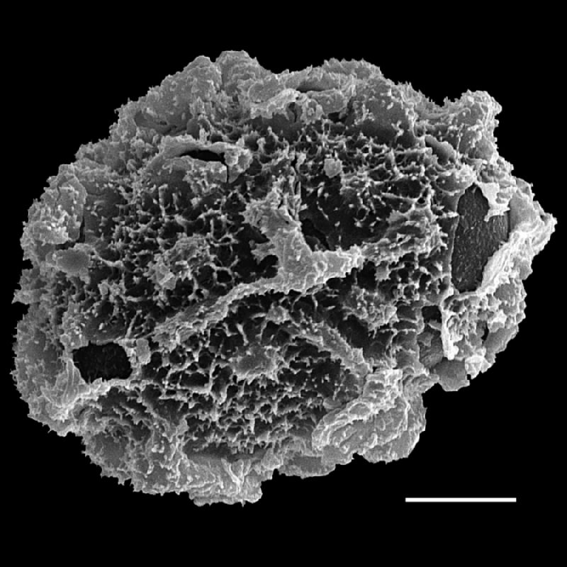 Dryopteridaceae Arachniodes macrostegia