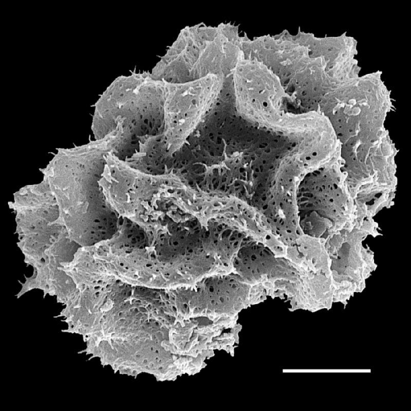 Dryopteridaceae Arachniodes ochropteroides
