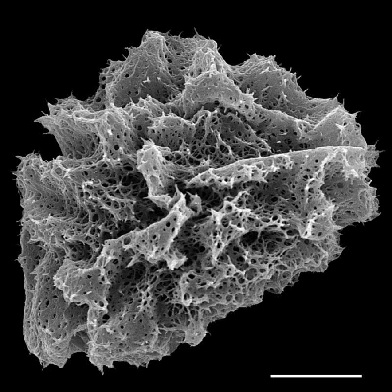 Dryopteridaceae Arachniodes ochropteroides