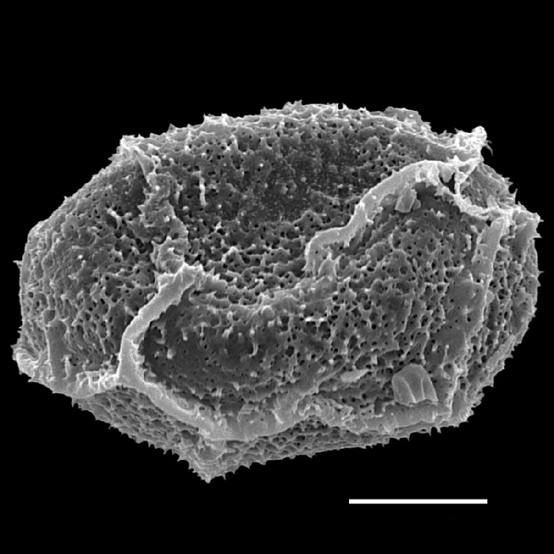 Dryopteridaceae Lastreopsis davalloides