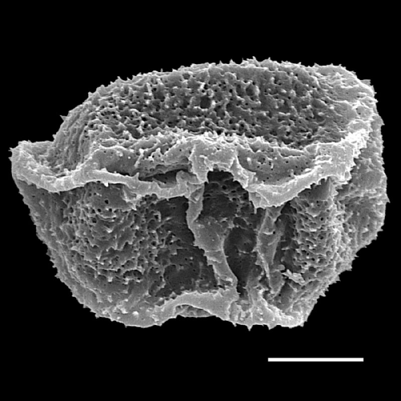 Dryopteridaceae Lastreopsis davalloides