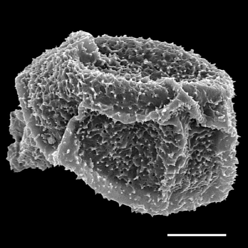 Dryopteridaceae Lastreopsis davalloides