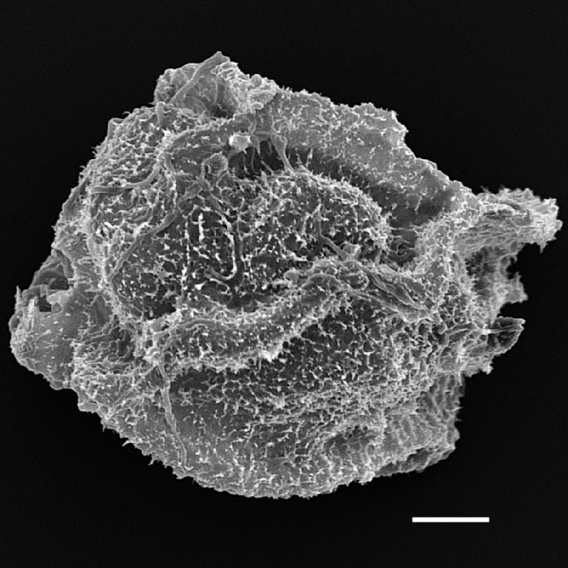 Dryopteridaceae Olfersia alata