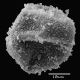 image of Lellingeria major