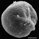 image of Lellingeria phlegmaria