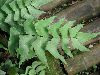 image of Adiantum macrophyllum