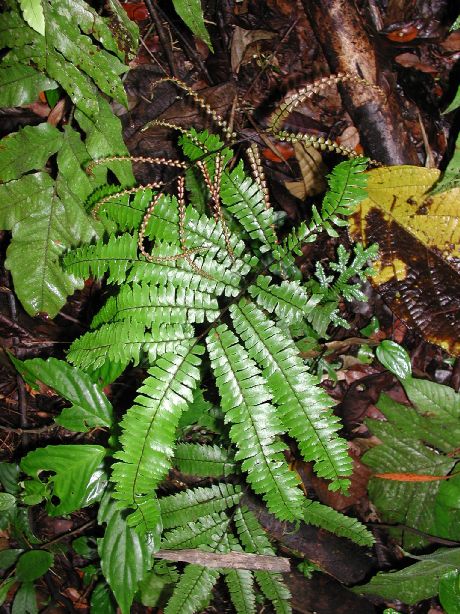 Pteridaceae Adiantum tetraphyllum