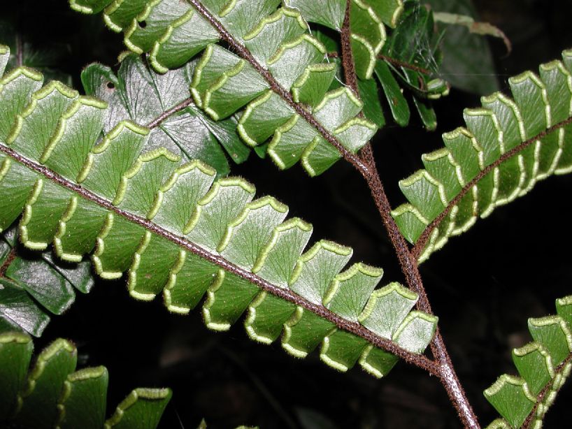 Pteridaceae Adiantum tetraphyllum