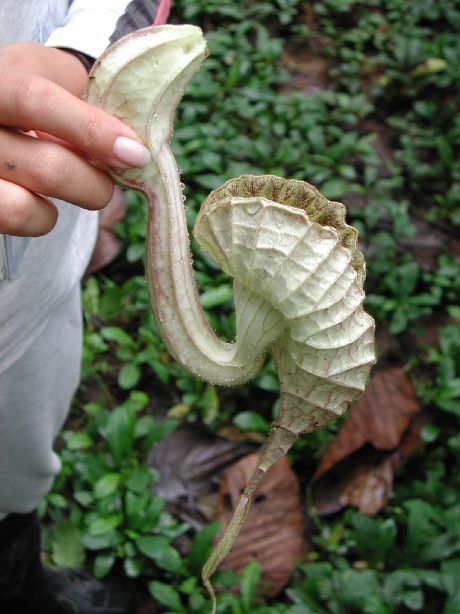 Aristolochiaceae Aristolochia grandiflora
