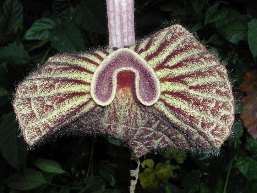 Aristolochiaceae Aristolochia grandiflora