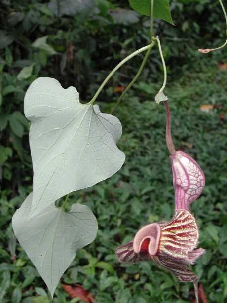 Aristolochiaceae Aristolochia grandiflora