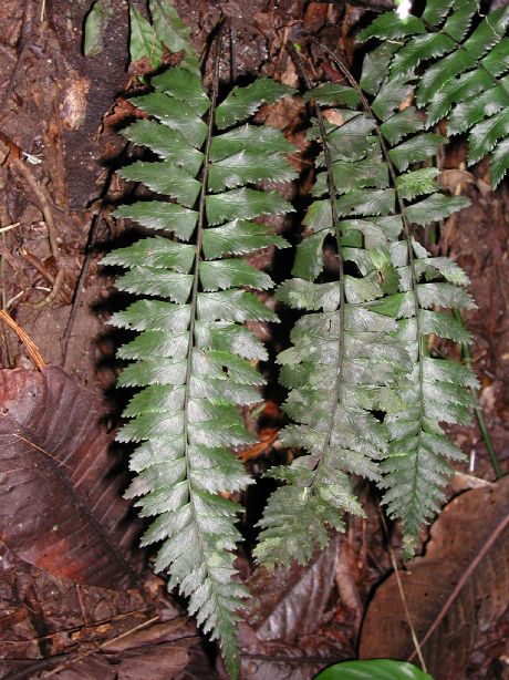 Aspleniaceae Asplenium laetum