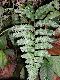 image of Hymenasplenium purpurascens