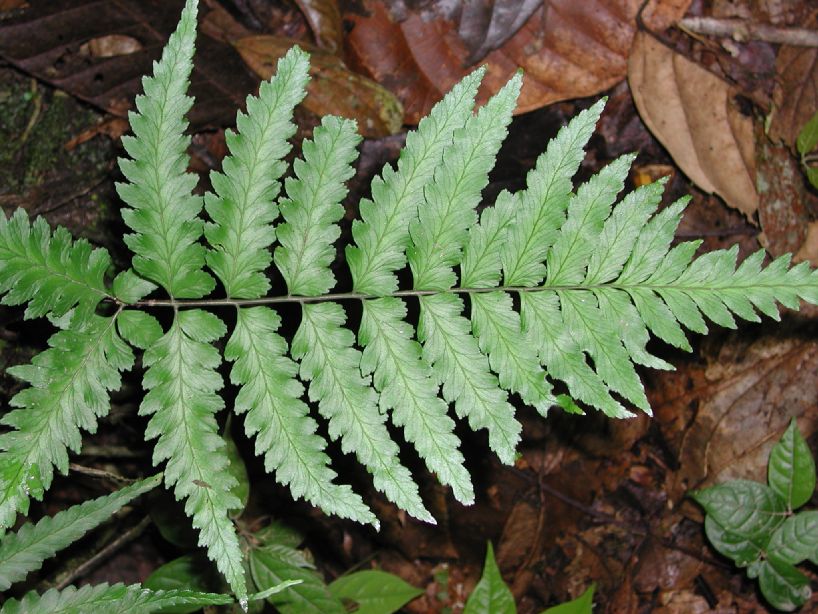 Aspleniaceae Hymenasplenium purpurascens