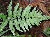 image of Hymenasplenium purpurascens