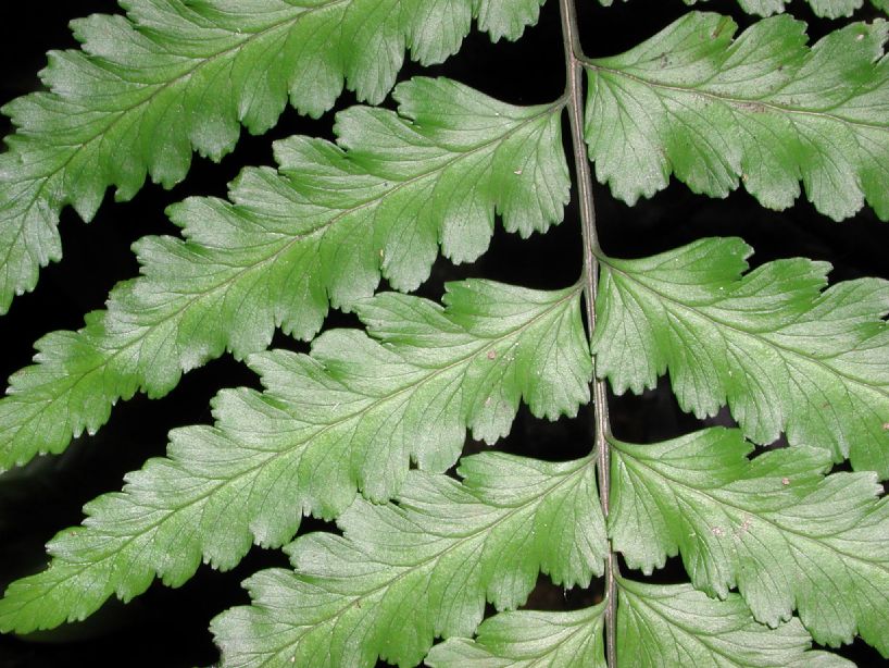 Aspleniaceae Hymenasplenium purpurascens