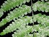 image of Hymenasplenium purpurascens