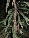 image of Campyloneurum fasciale