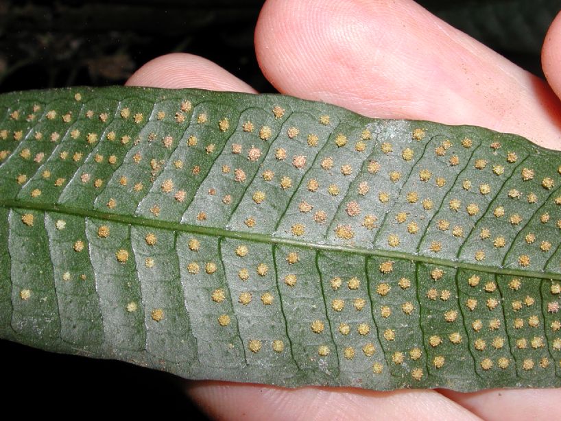 Polypodiaceae Campyloneurum fasciale