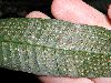 image of Campyloneurum fasciale