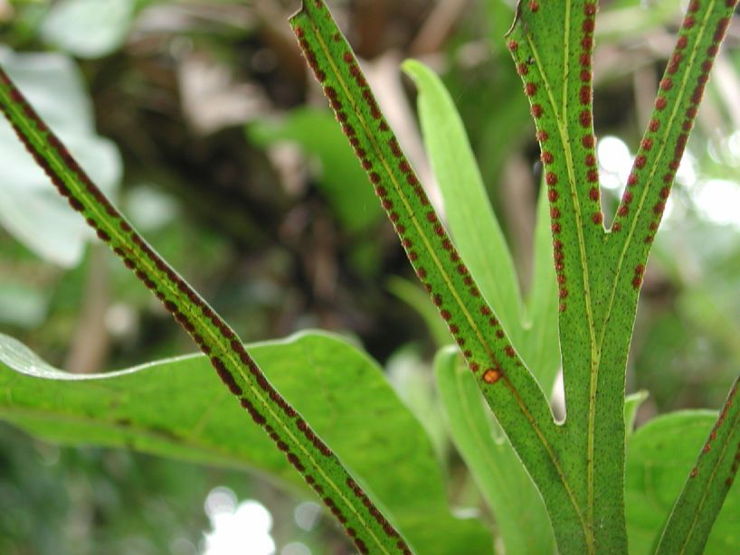 Polypodiaceae Pleopeltis hookeri