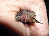 image of Lomariopsis japurensis