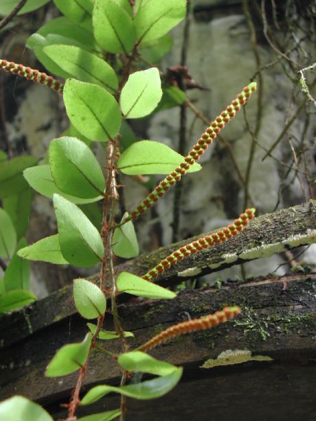 Polypodiaceae Microgramma reptans
